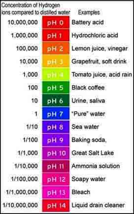 pH values of common items